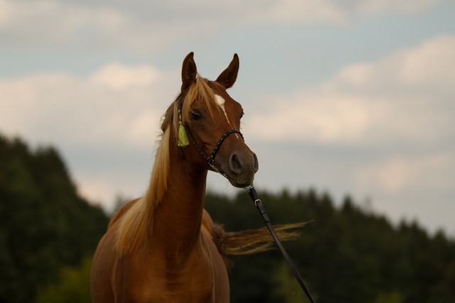 CP2R6486_bearbeitet-1